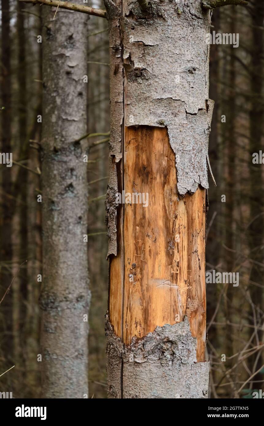 Alberi danneggiati e corteccia, parassiti infestati da barbabietole (Scolytinae) a Westerwald, Germania, Renania-Palatinato, Europa Foto Stock