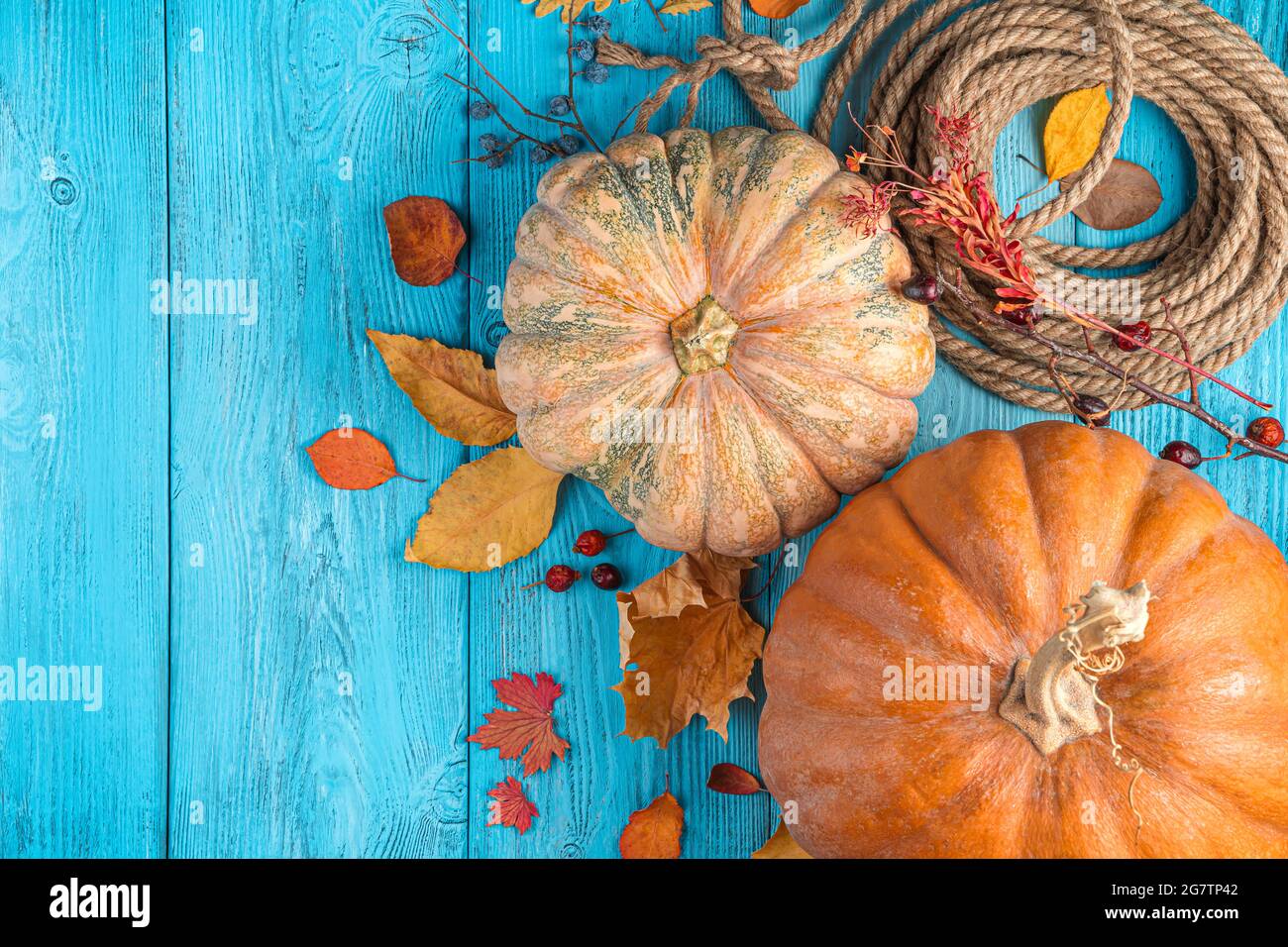 Brillante, sfondo autunno festivo, il concetto di Ringraziamento, Halloween. Zucche e foglie d'autunno su sfondo blu. Foto Stock