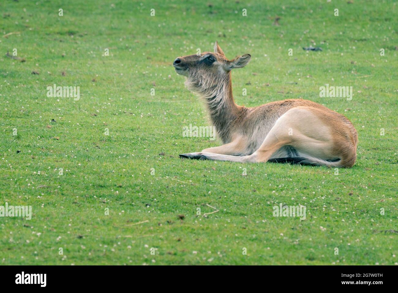 Il giovane barasingha, Rucervus duvaucelii, chiamato anche cervo palude, giace su un terreno erboso. Specie di cervi distribuite nel subcontinente indiano Foto Stock