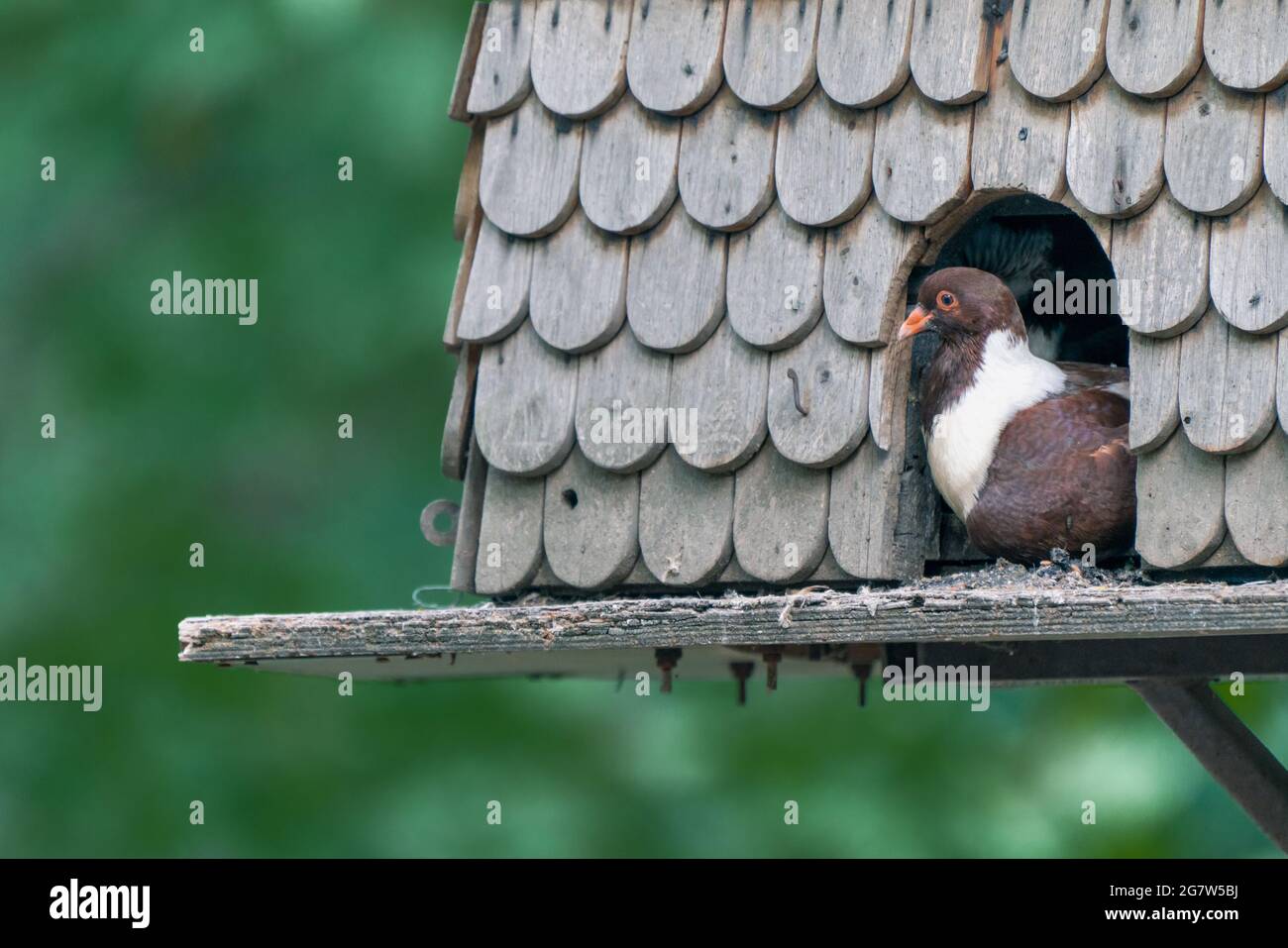 Piccione domestico marrone e bianco, Columba livia domestica, seduto all'ingresso di una casa di piccione in legno con sfondo verde Foto Stock