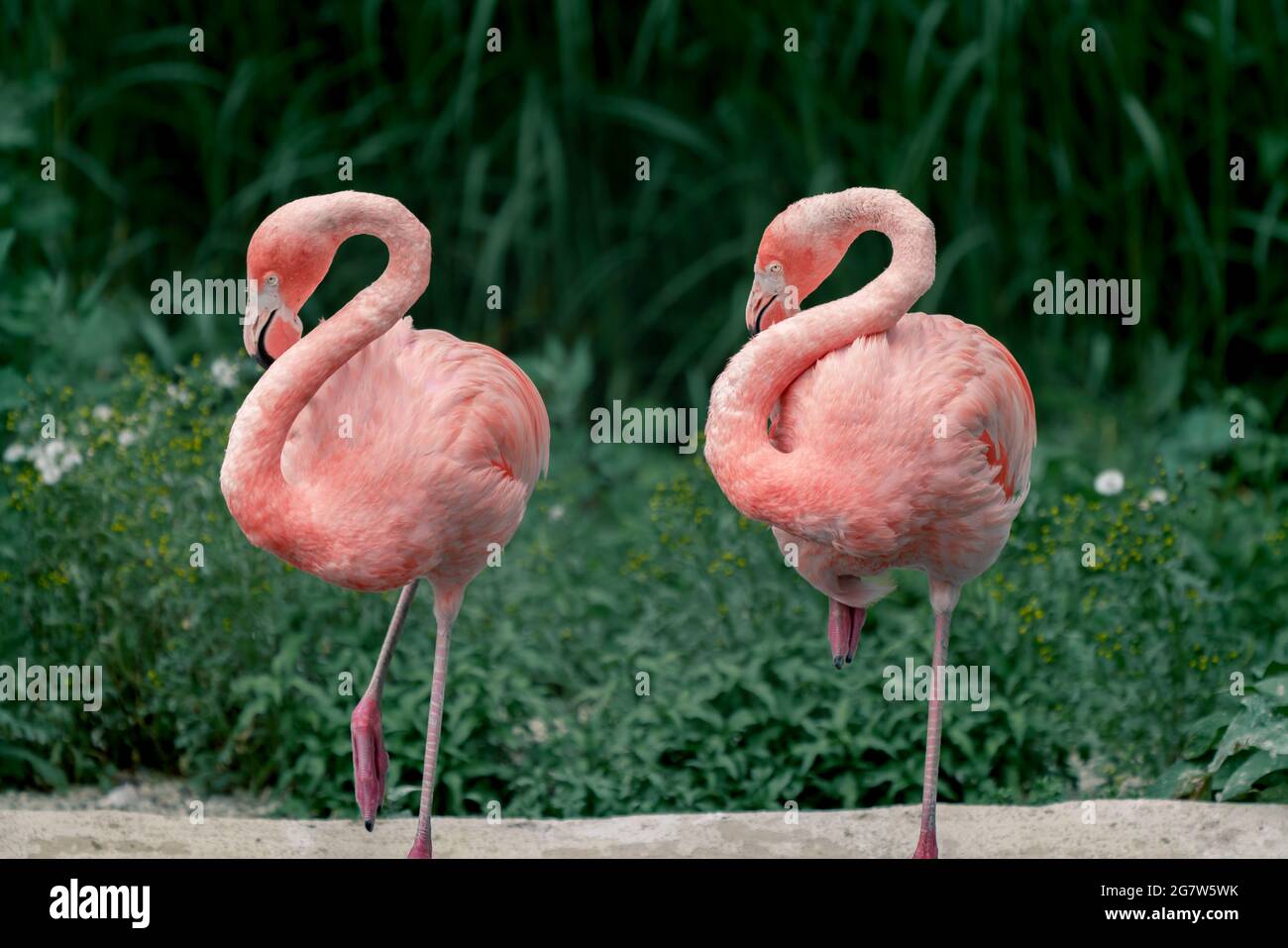 Particolare di due fenicotteri americani, il fenicottero ruber, nella  stessa posa, con sagome chiaramente tagliate su sfondo verde scuro. L'unico  flami Foto stock - Alamy