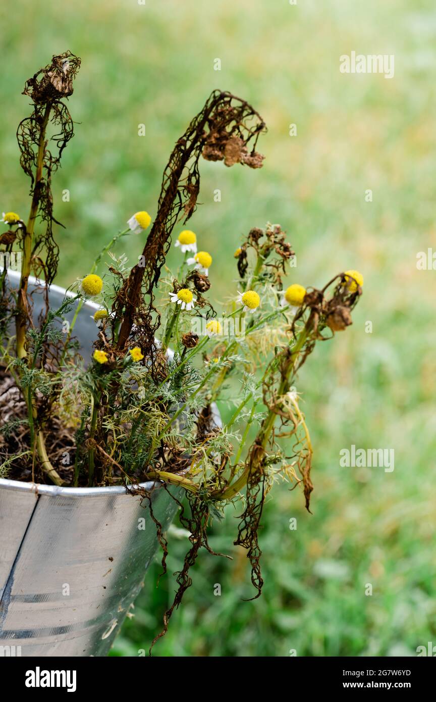 Fiori in vaso che stanno morendo Foto Stock