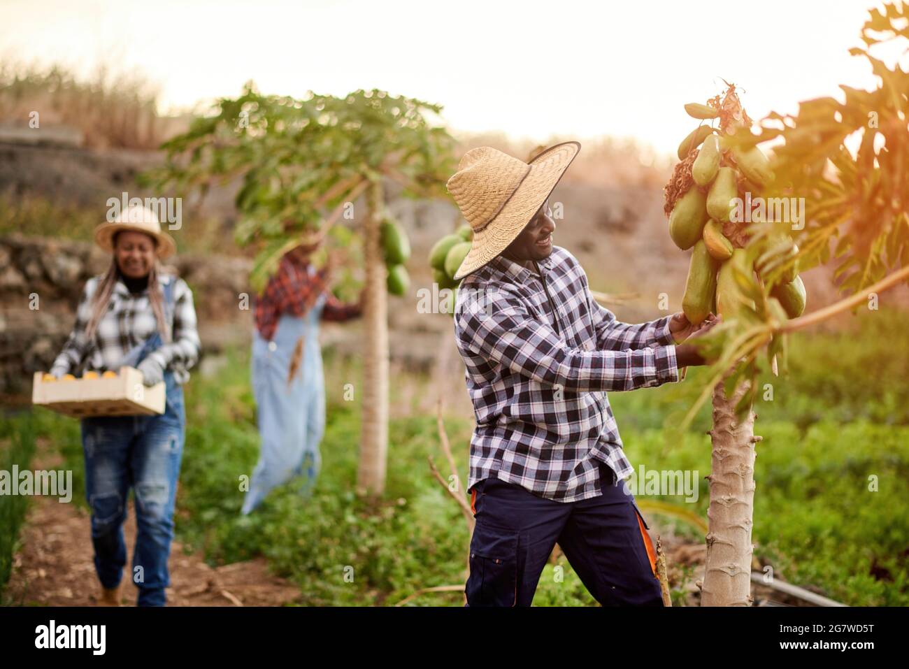 Raccoglitori multirazziali su piantagione con piante di papaia Foto Stock