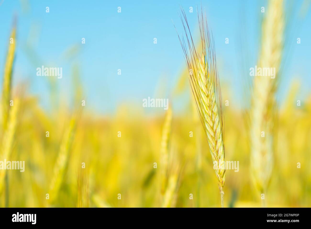 spokelets gialli di grano su sfondo blu cielo. Foto Stock