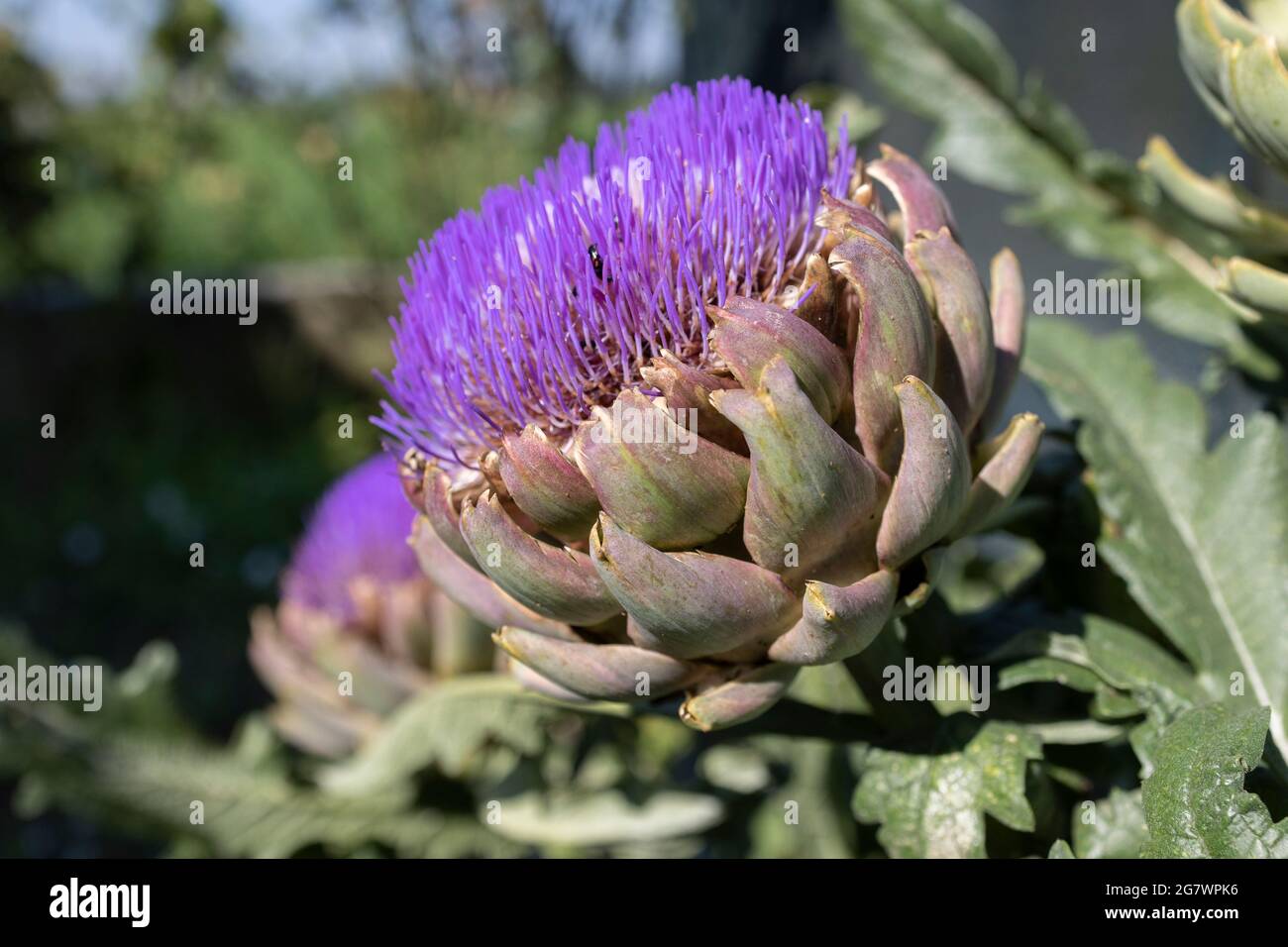 Il carciofo globo (Cynara cardunculus var. Scolymus), conosciuto anche con i nomi di carciofo francese e carciofo verde negli Stati Uniti, è una varietà di a s. Foto Stock