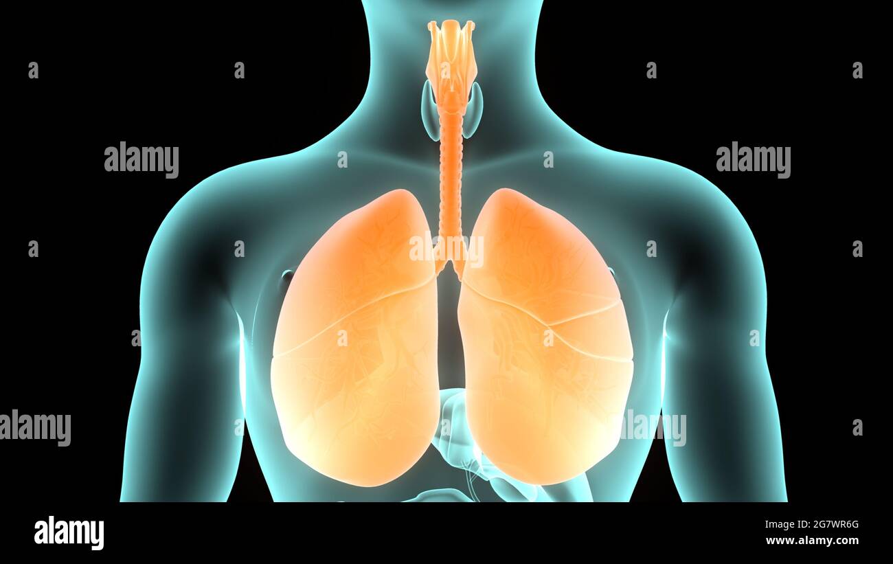 I polmoni fanno parte dell'anatomia del sistema respiratorio umano. 3D Foto Stock