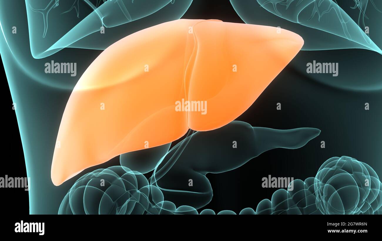 Dove è Il Fegato Nel Corpo Il fegato è una parte del corpo umano organi interni Anatomia. 3D Foto