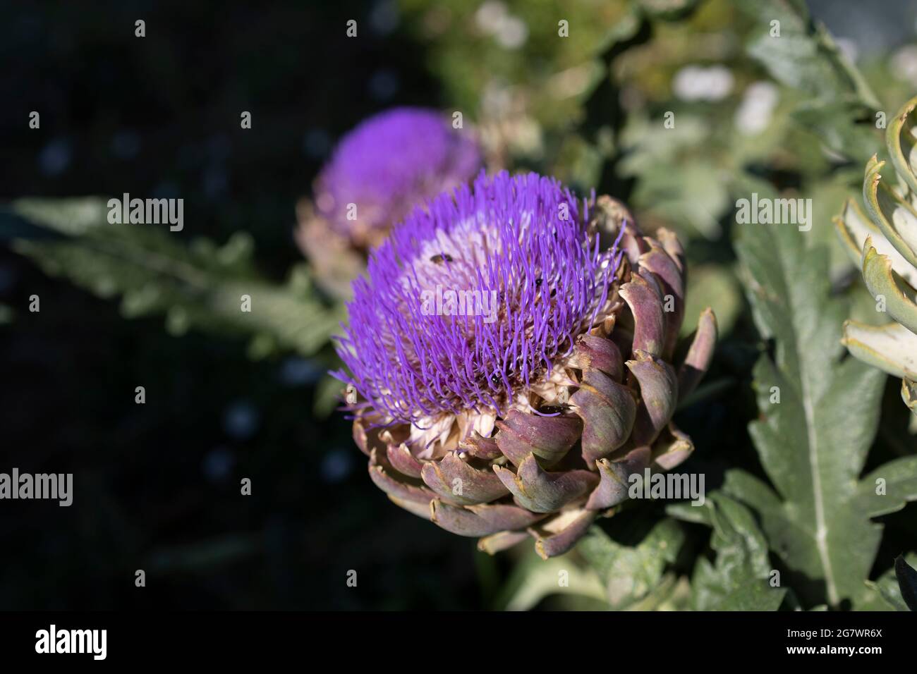 Il carciofo globo (Cynara cardunculus var. Scolymus), conosciuto anche con i nomi di carciofo francese e carciofo verde negli Stati Uniti, è una varietà di a s. Foto Stock
