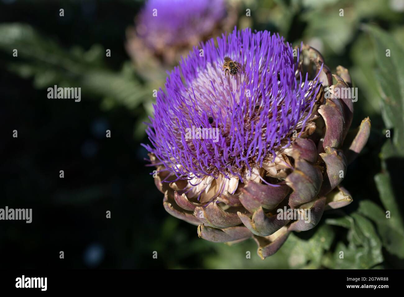 Il carciofo globo (Cynara cardunculus var. Scolymus), conosciuto anche con i nomi di carciofo francese e carciofo verde negli Stati Uniti, è una varietà di a s. Foto Stock