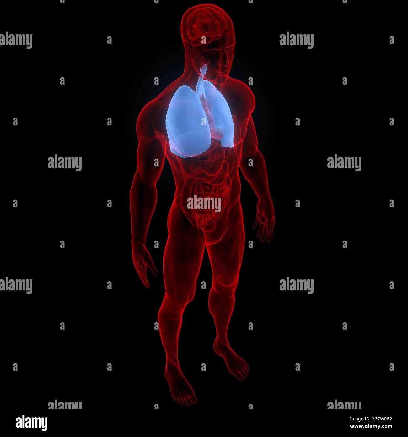 I polmoni fanno parte dell'anatomia del sistema respiratorio umano. 3D Foto Stock