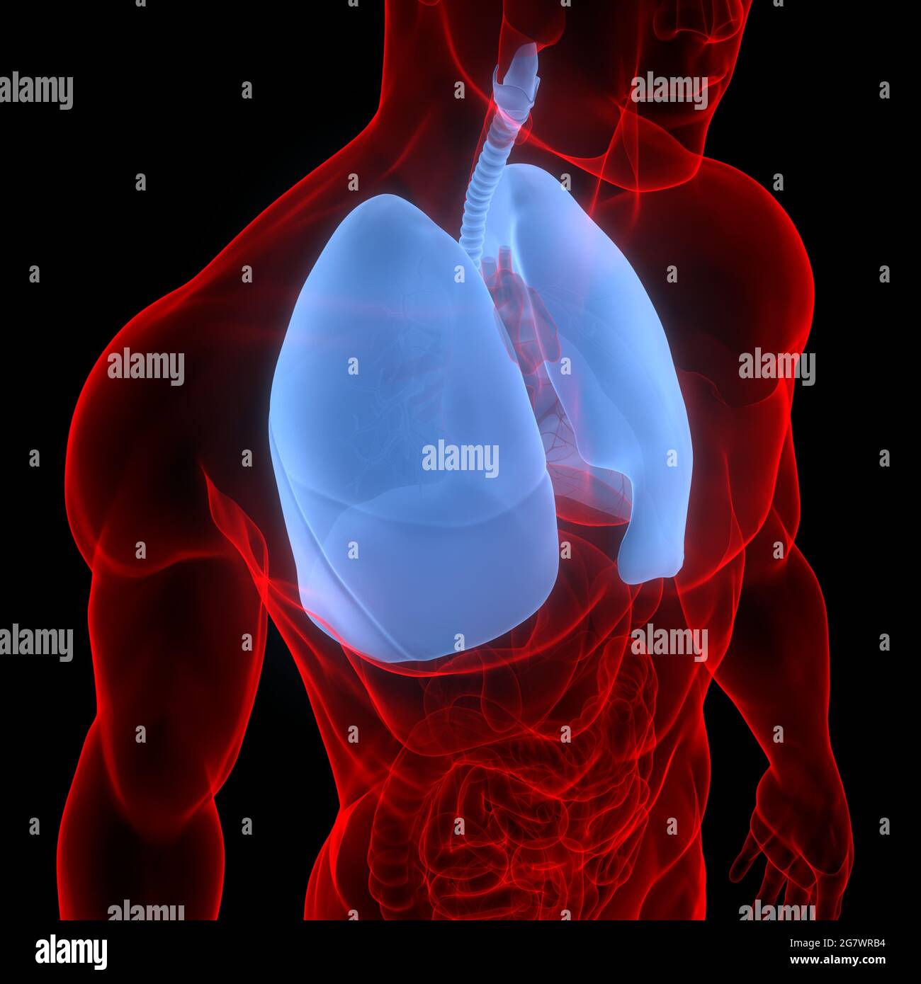 I polmoni fanno parte dell'anatomia del sistema respiratorio umano. 3D Foto Stock