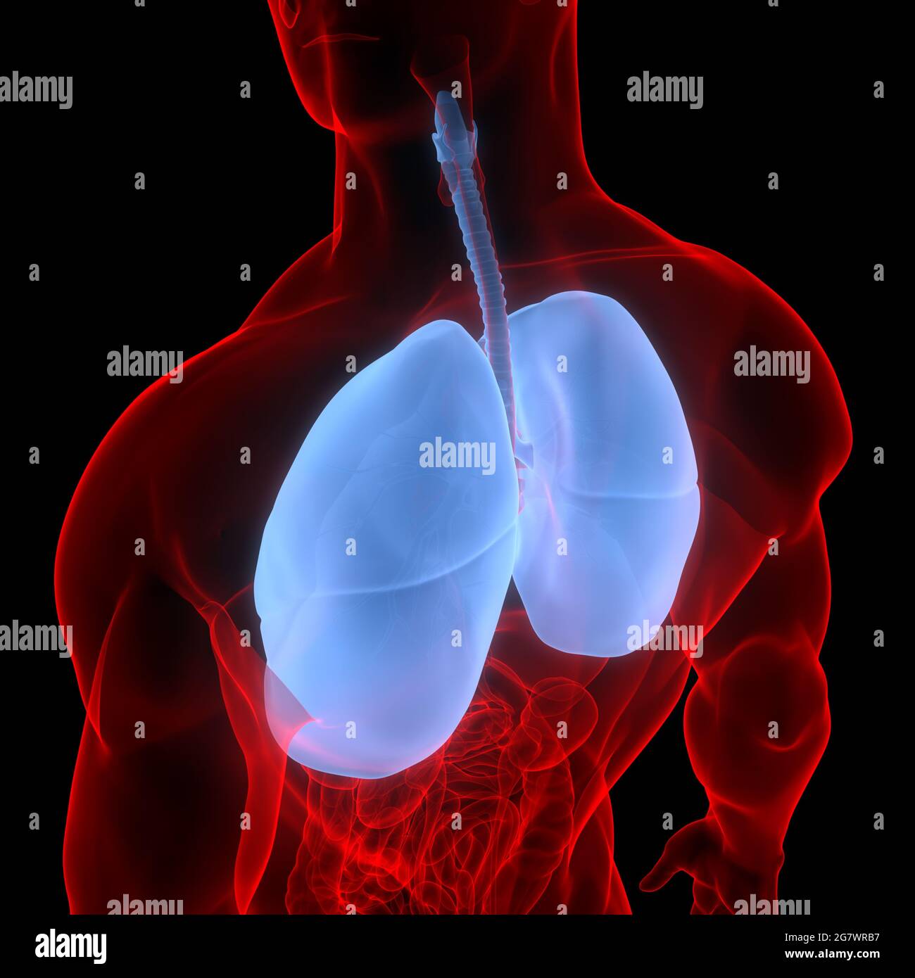 I polmoni fanno parte dell'anatomia del sistema respiratorio umano. 3D Foto Stock