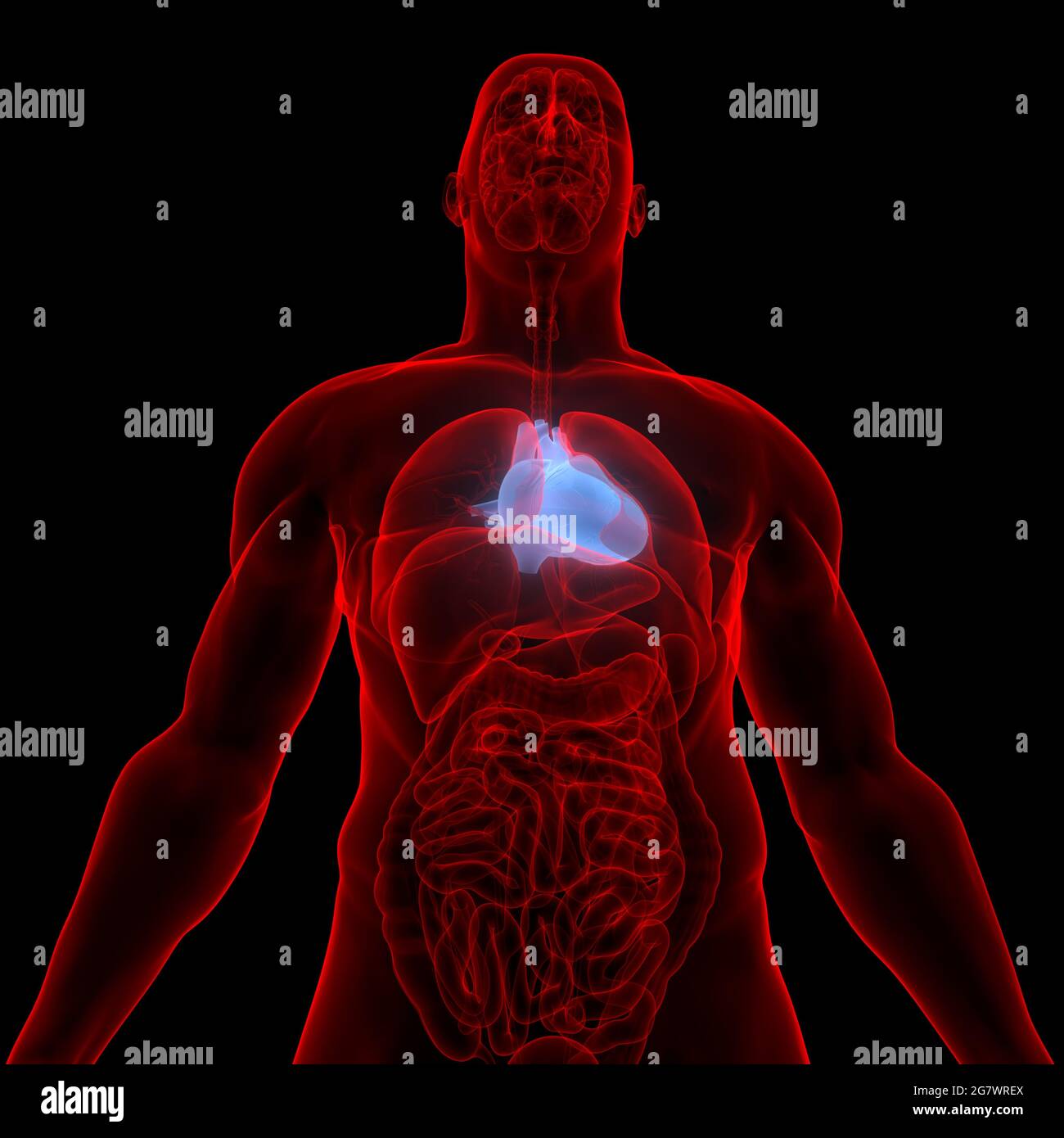 Il cuore fa parte dell'anatomia del sistema circolatorio degli organi interni umani. 3D Foto Stock