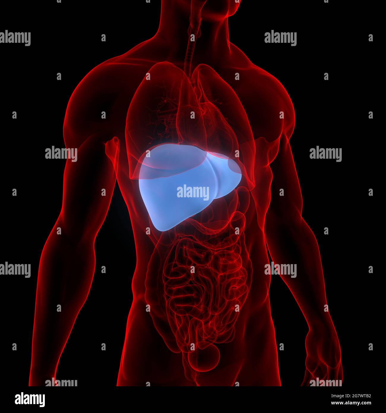 Il fegato è una parte del corpo umano organi interni Anatomia. 3D Foto  stock - Alamy