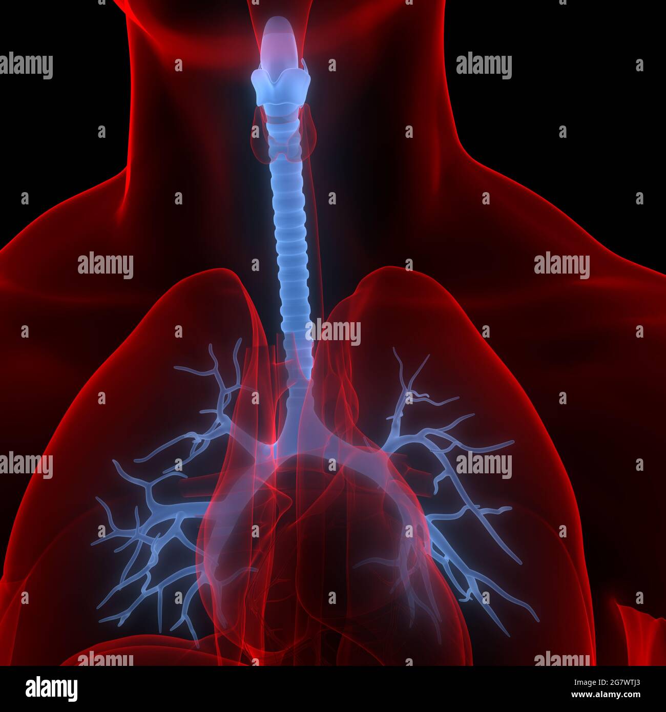 I polmoni fanno parte dell'anatomia del sistema respiratorio umano. 3D Foto Stock