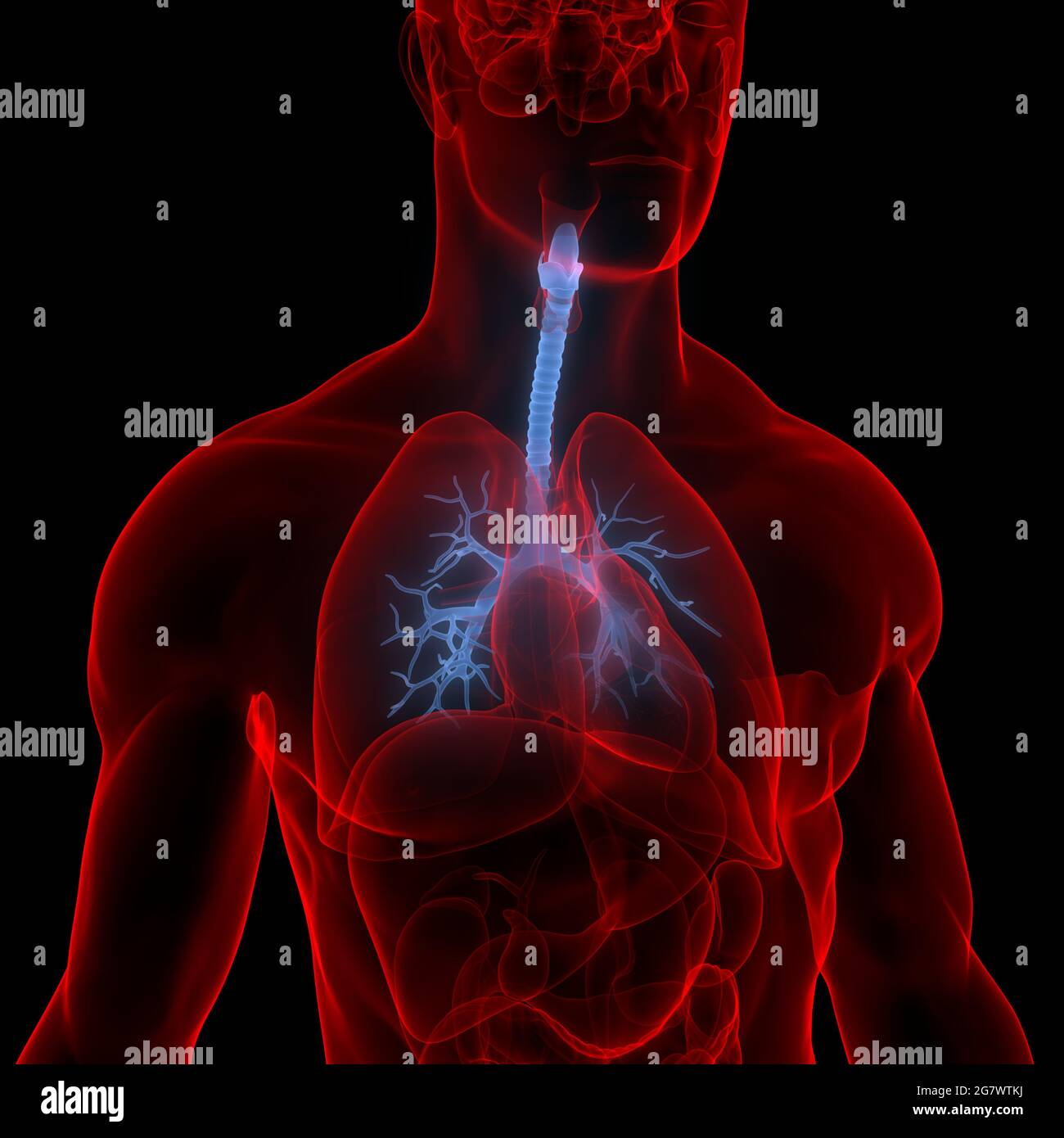 I polmoni fanno parte dell'anatomia del sistema respiratorio umano. 3D Foto Stock