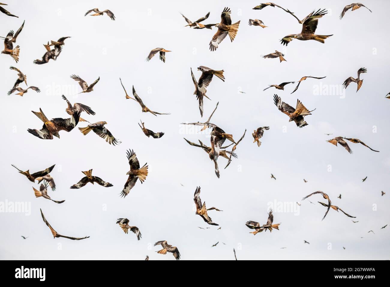 Red Kites (Milvus milvus), girando sull'erba al Gitrin Farm Red Kite Feeding Center in Galles, Regno Unito. Foto Stock