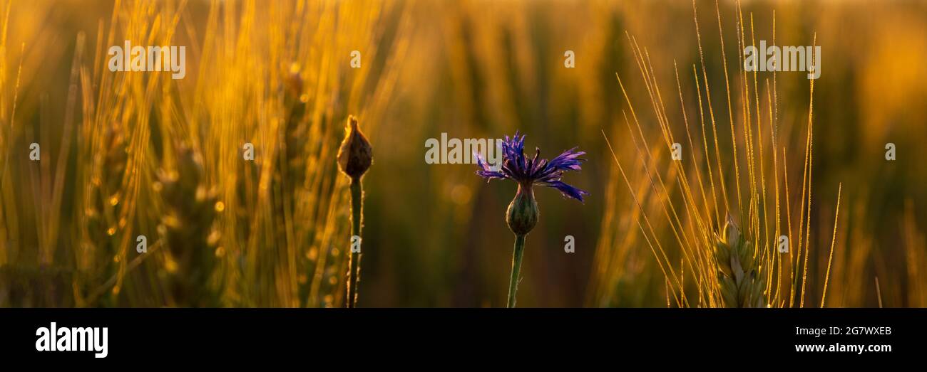 spokelets dorati di grano con un fiore di mais solitario nei raggi caldi del sole del mattino. Foto Stock