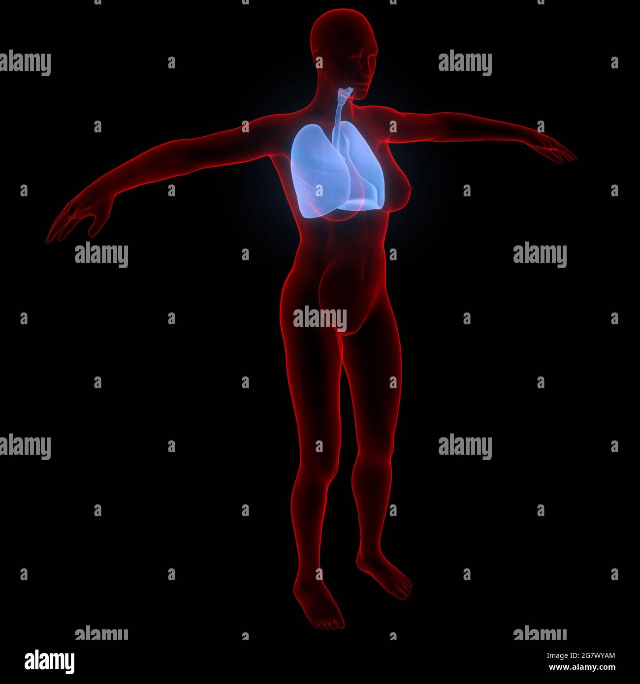 I polmoni fanno parte dell'anatomia del sistema respiratorio umano. 3D Foto Stock