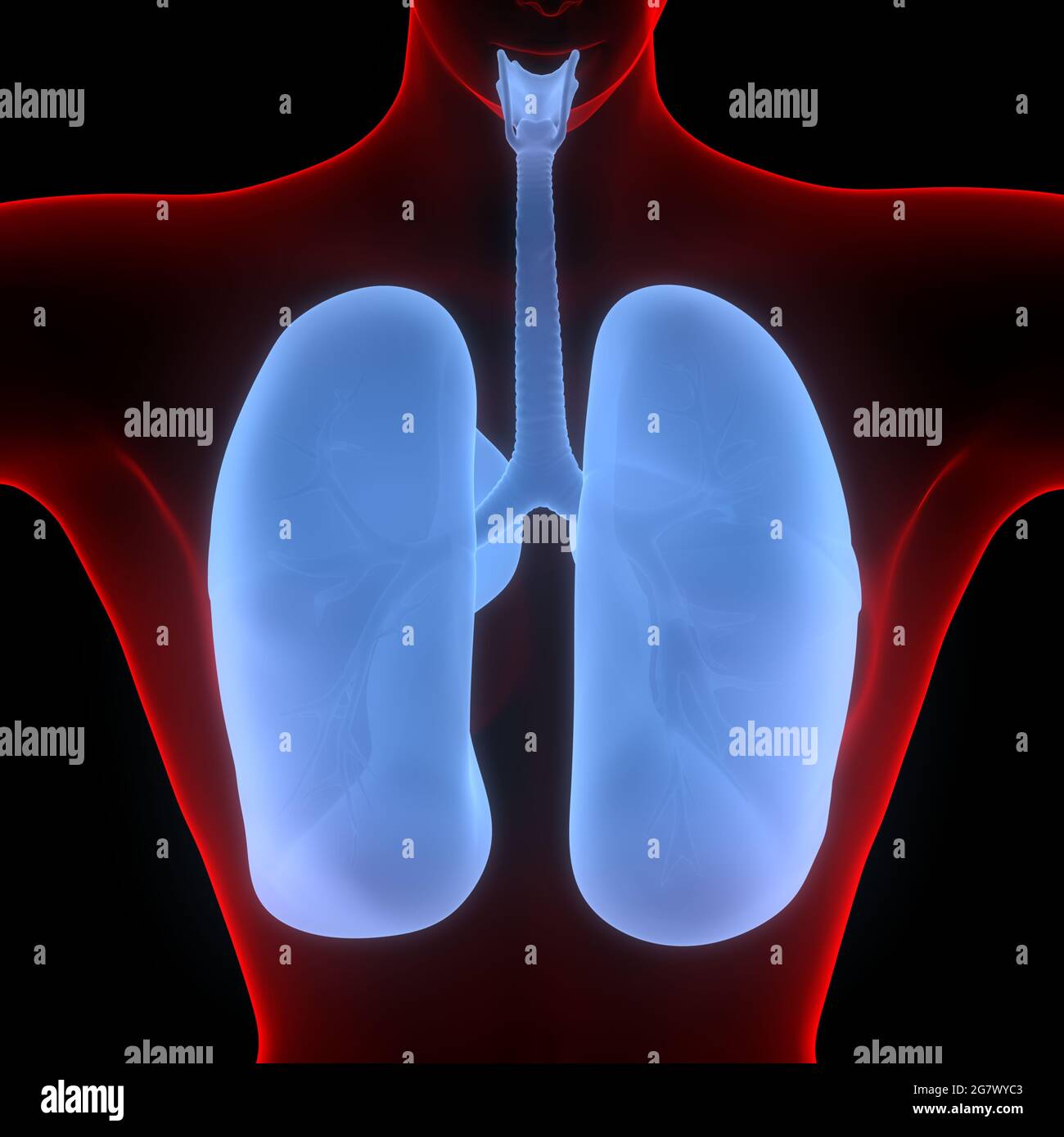 I polmoni fanno parte dell'anatomia del sistema respiratorio umano. 3D Foto Stock