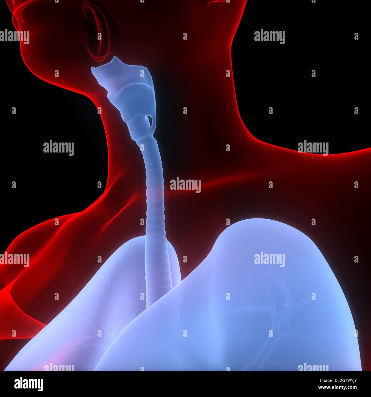 I polmoni fanno parte dell'anatomia del sistema respiratorio umano. 3D Foto Stock