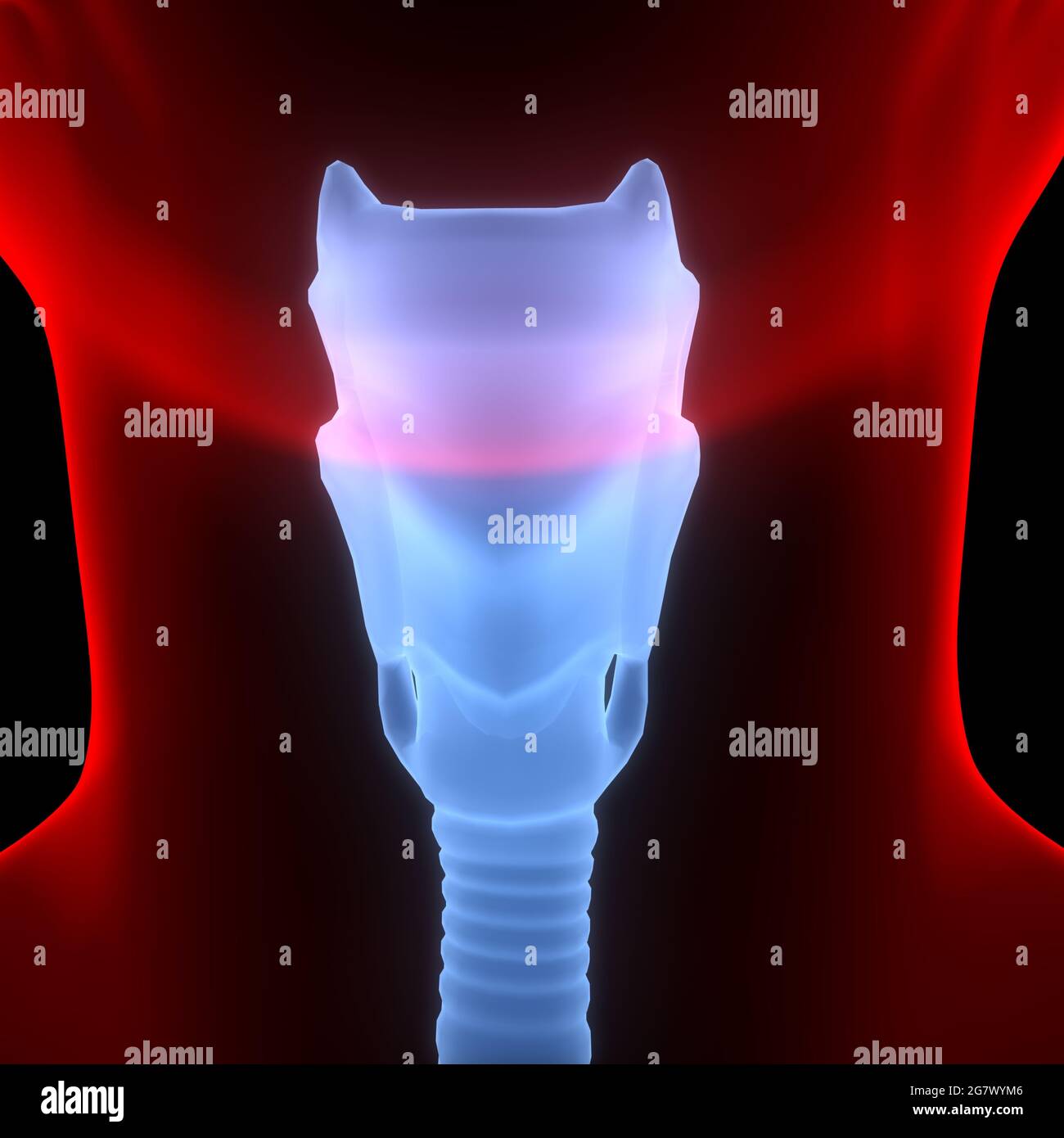 I polmoni fanno parte dell'anatomia del sistema respiratorio umano. 3D Foto Stock
