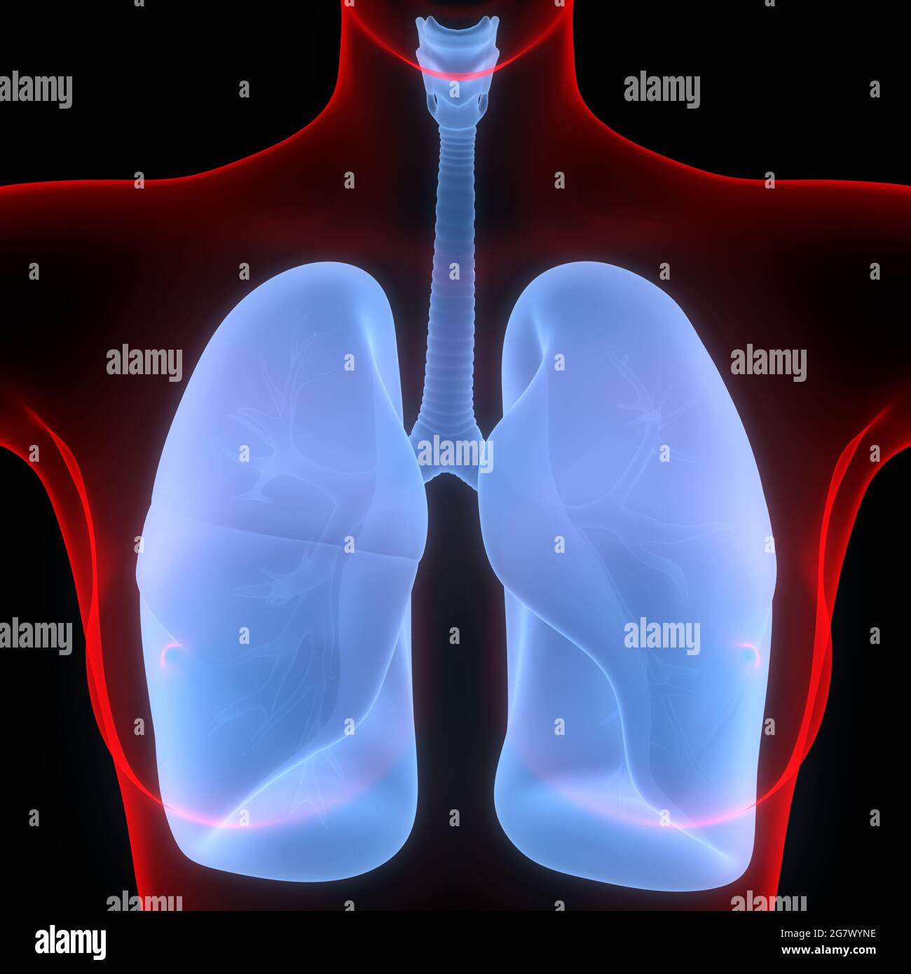 I polmoni fanno parte dell'anatomia del sistema respiratorio umano. 3D Foto Stock
