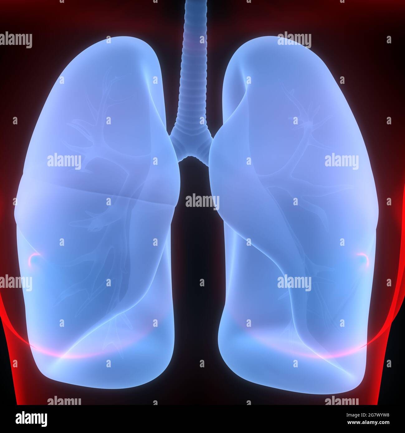 I polmoni fanno parte dell'anatomia del sistema respiratorio umano. 3D Foto Stock