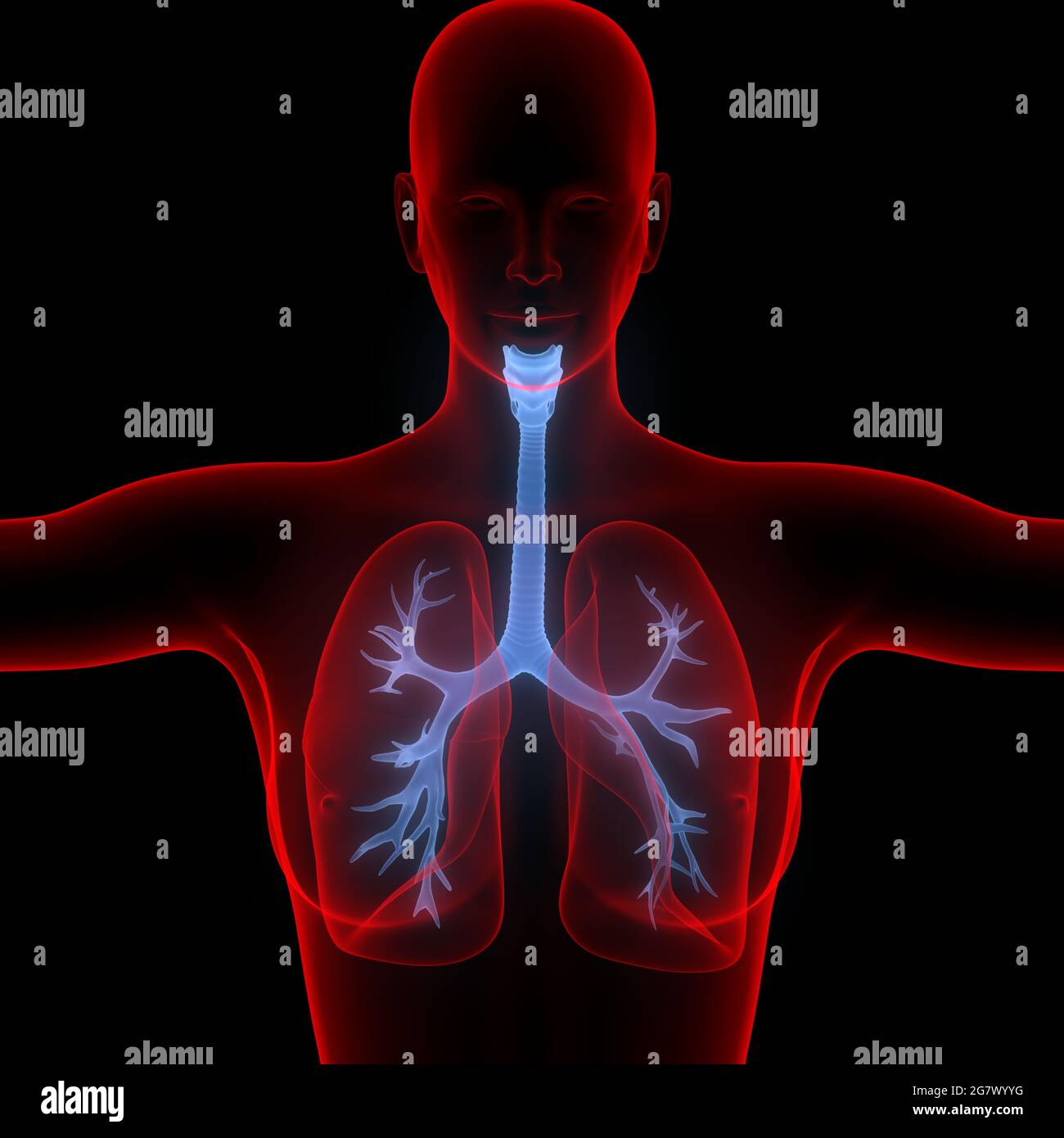 I polmoni fanno parte dell'anatomia del sistema respiratorio umano. 3D Foto Stock