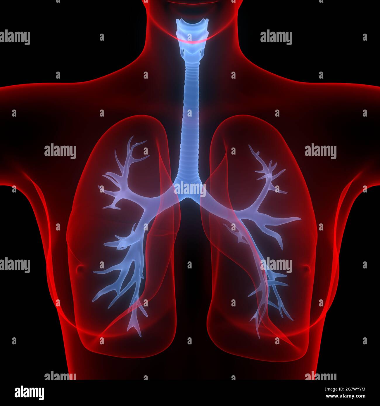 I polmoni fanno parte dell'anatomia del sistema respiratorio umano. 3D Foto Stock