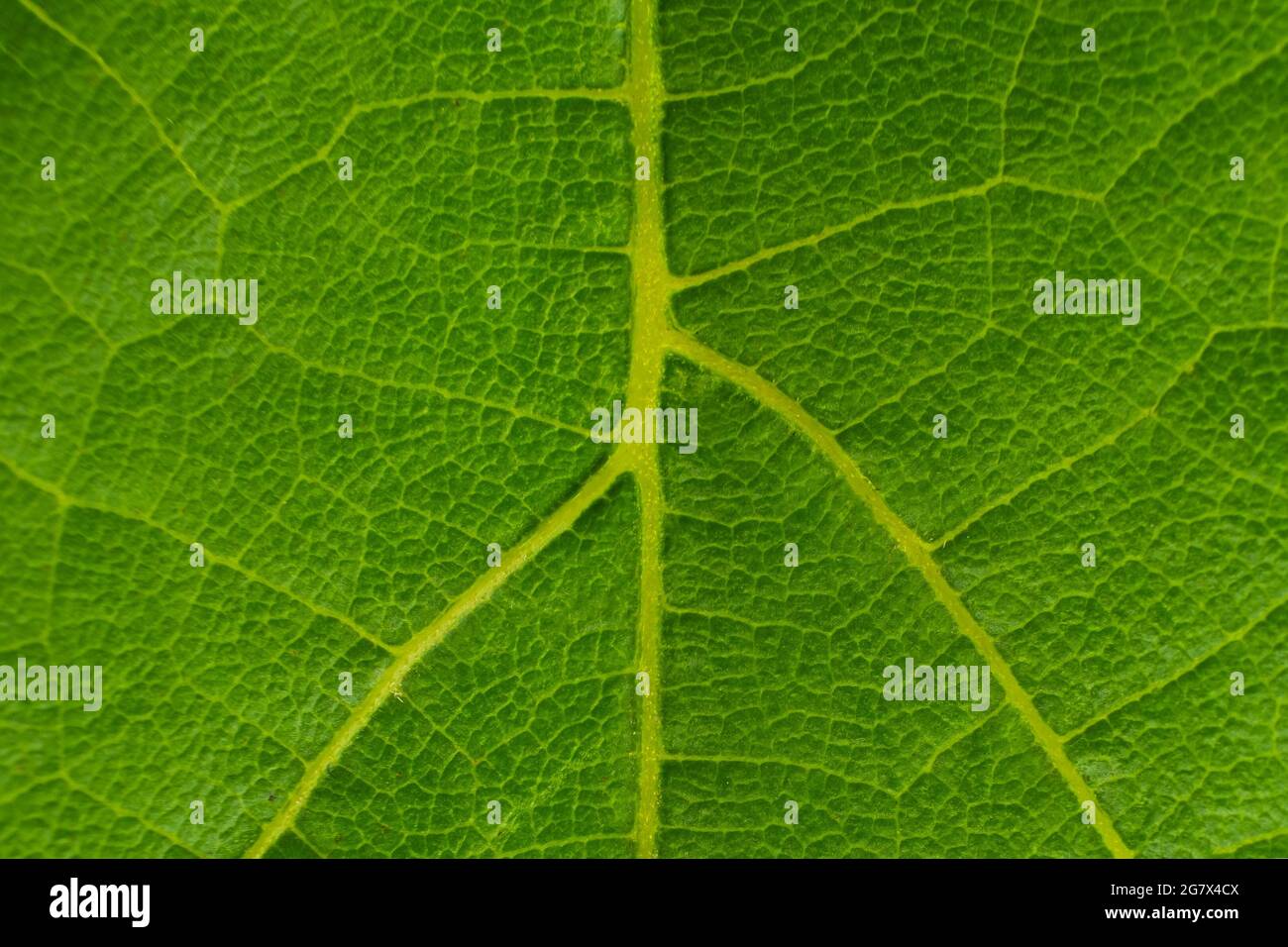 texture di sfondo macro foglia d'uva verde. Foto Stock