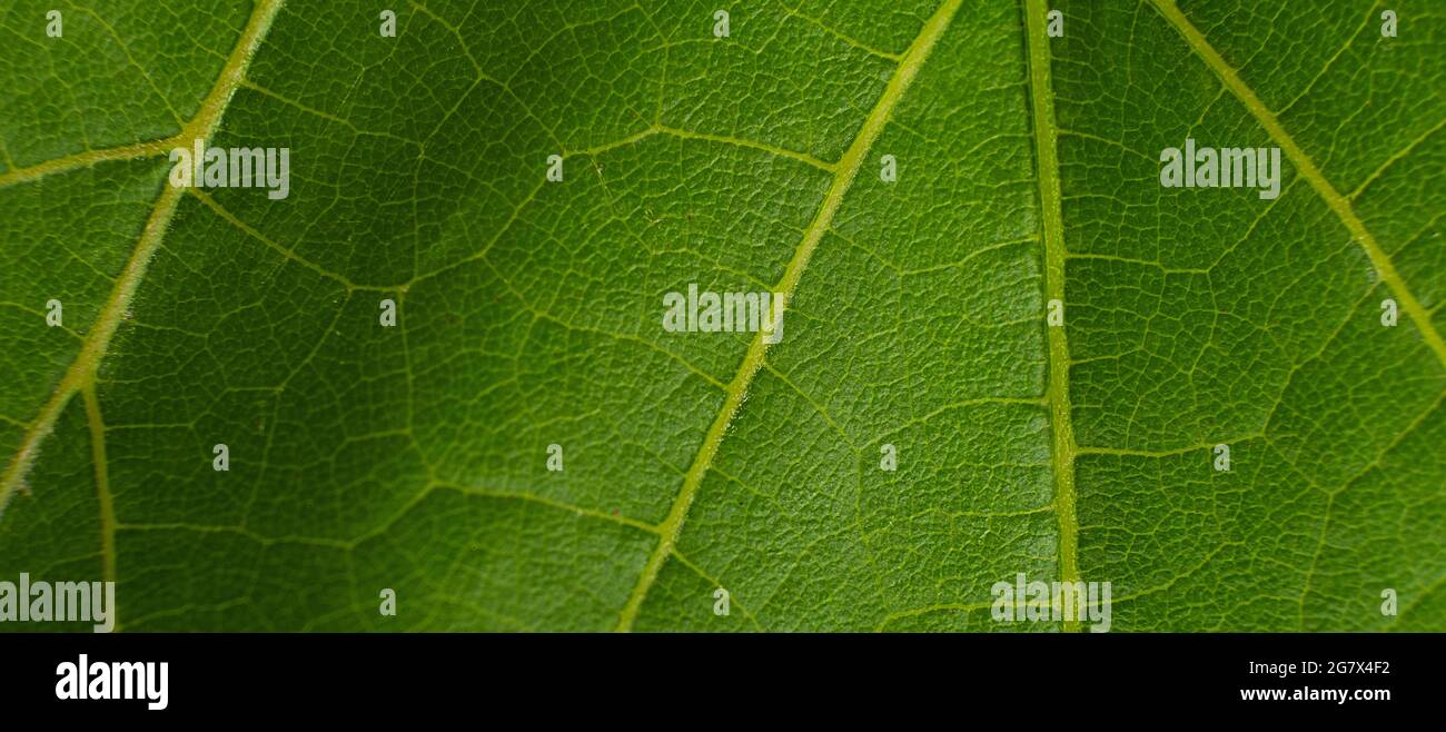 foglia di uva verde primo piano macro texture. Foto Stock