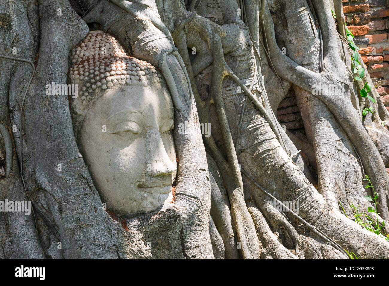Meraviglie della natura, la testa dell'immagine del buddha di arenaria nelle radici degli alberi. Foto Stock