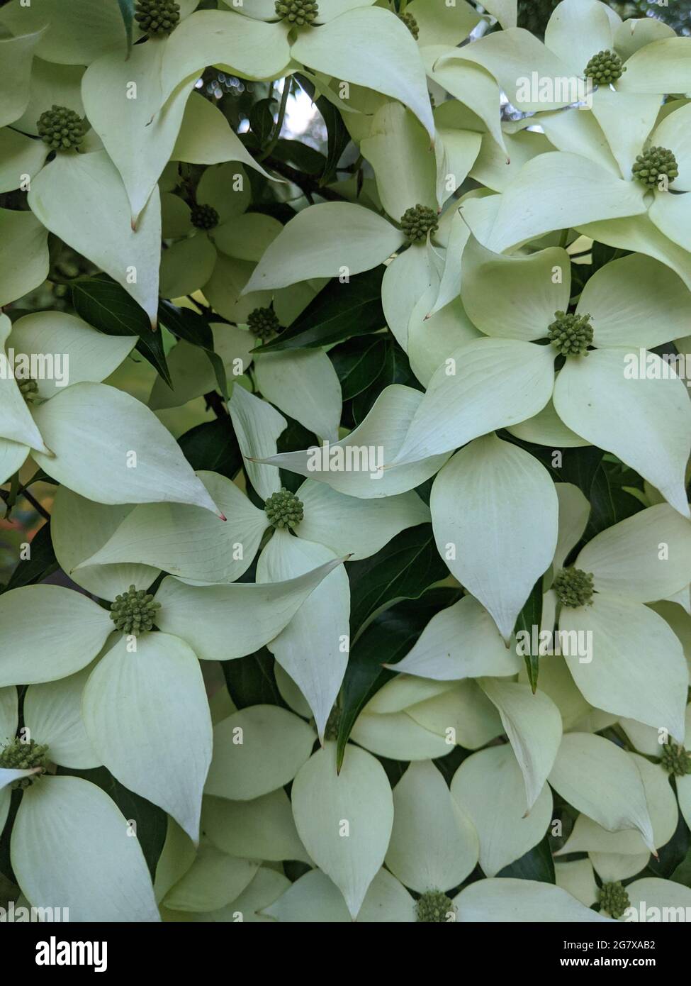 Immagine verticale di un bel legno di dogwood fiorito bianco Foto Stock