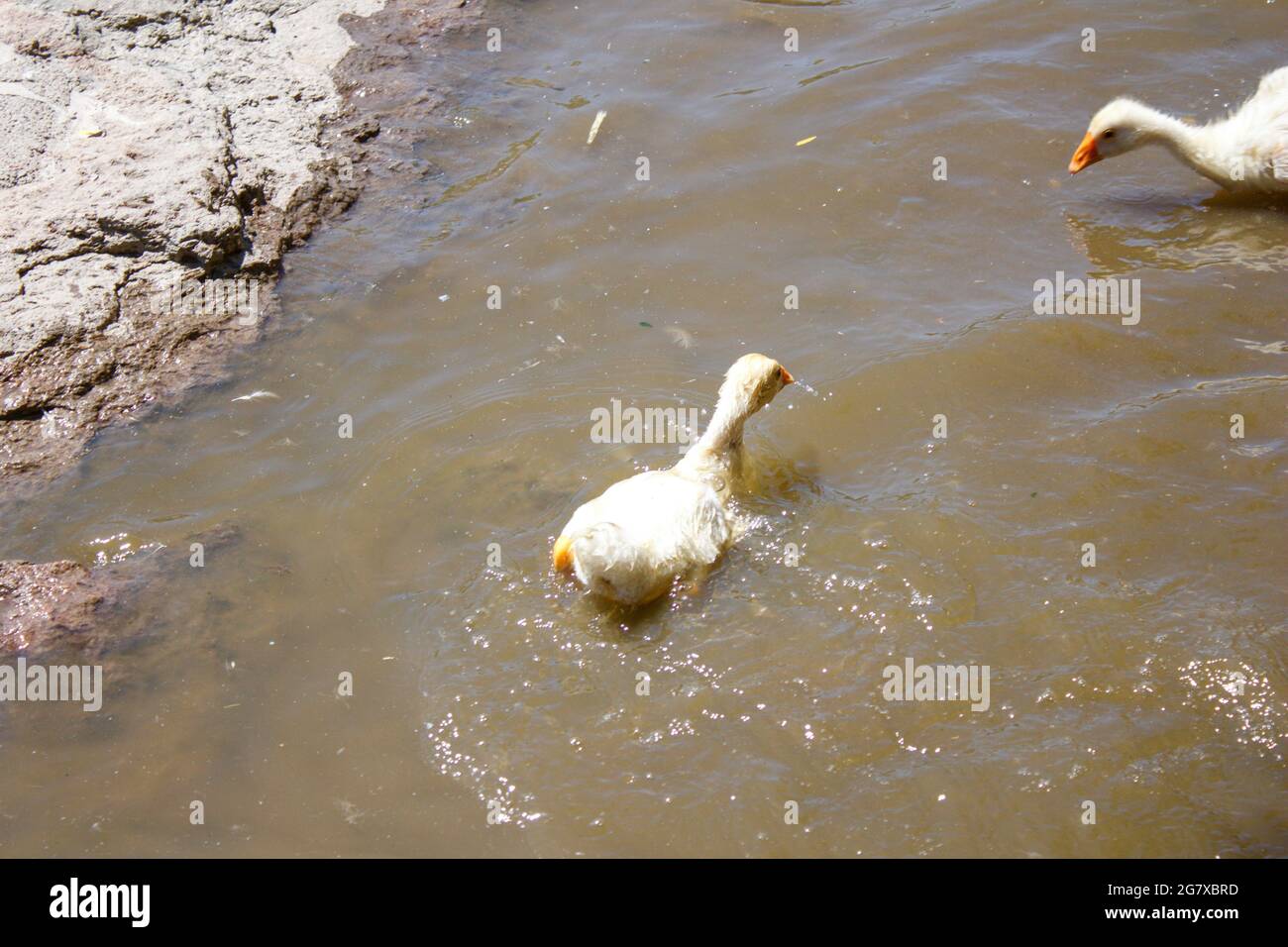 Piccoli pettini nuotano in acqua. Foto di sfondo della fauna selvatica. Oche del bambino. Foto Stock