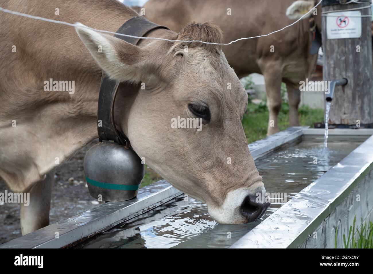 mucca in un luogo dove bere nelle alpi svizzere Foto Stock