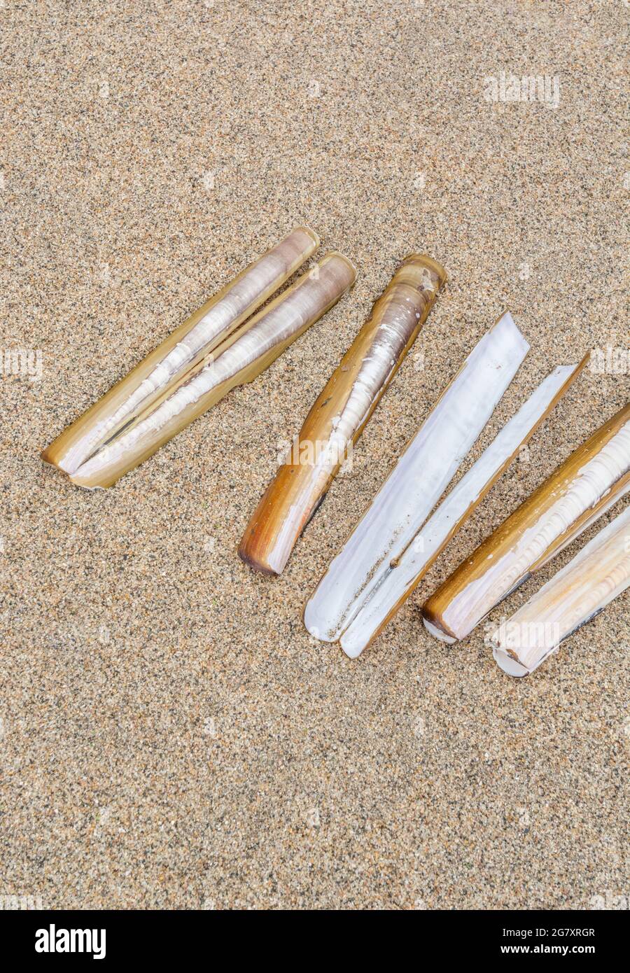 Gusci di gusci di gusci di gusci di Razor commestibili su sabbia. Forse Ensis magnus specie come questi sono circa 7 INS. Lungo e abbastanza diritto. Per la conchologia, gli alimenti selvaggi del Regno Unito Foto Stock