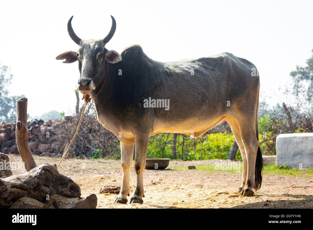 Bue indiano in una fattoria. Allevamento bovino indiano Foto Stock