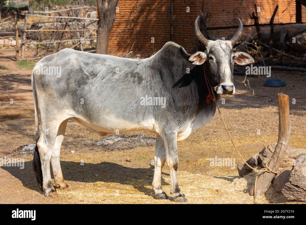 Bue indiano in una fattoria. Allevamento bovino indiano Foto Stock