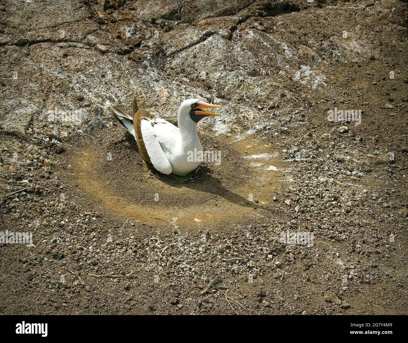 Booby Nesting a piedi rossi sulla roccia di Lava Foto Stock