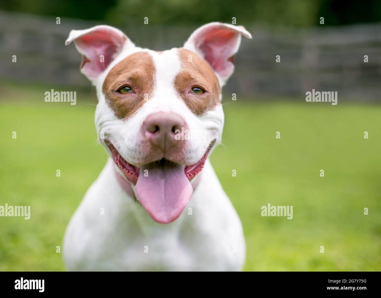 Un rosso e bianco Pit Bull Terrier di razza cane ansimante Foto Stock