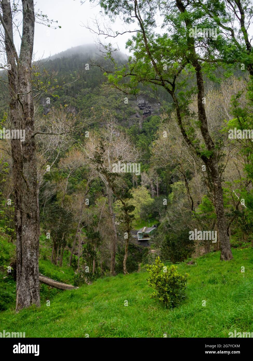 Vegetazione verde all'interno della Caldeira, Isola Graciosa Foto Stock