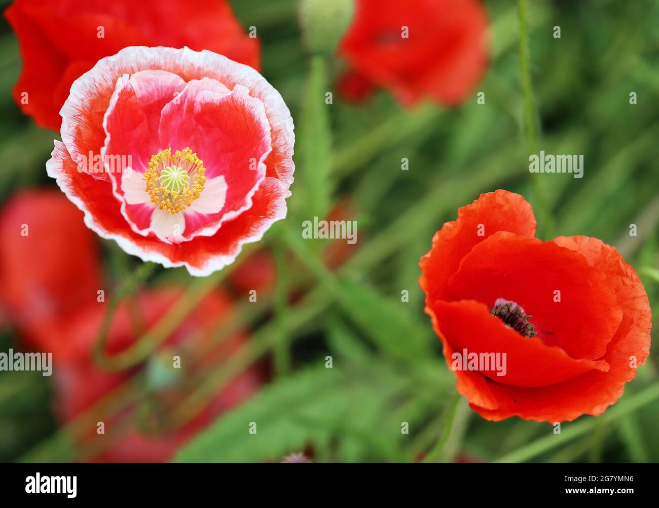 Rosso bianco fiore di papavero Foto Stock