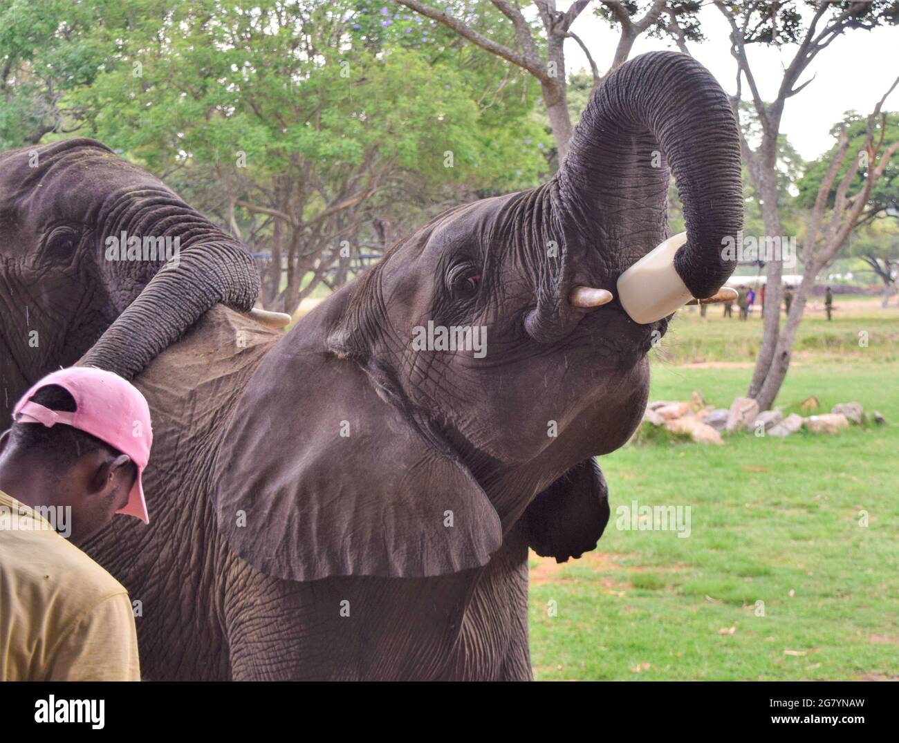 Un elefante orfano salvato beve il latte da una bottiglia di plastica in un santuario e centro di riabilitazione in Zimbabwe, 2018. Credito: Vuk Valcic/Alamy Foto Stock