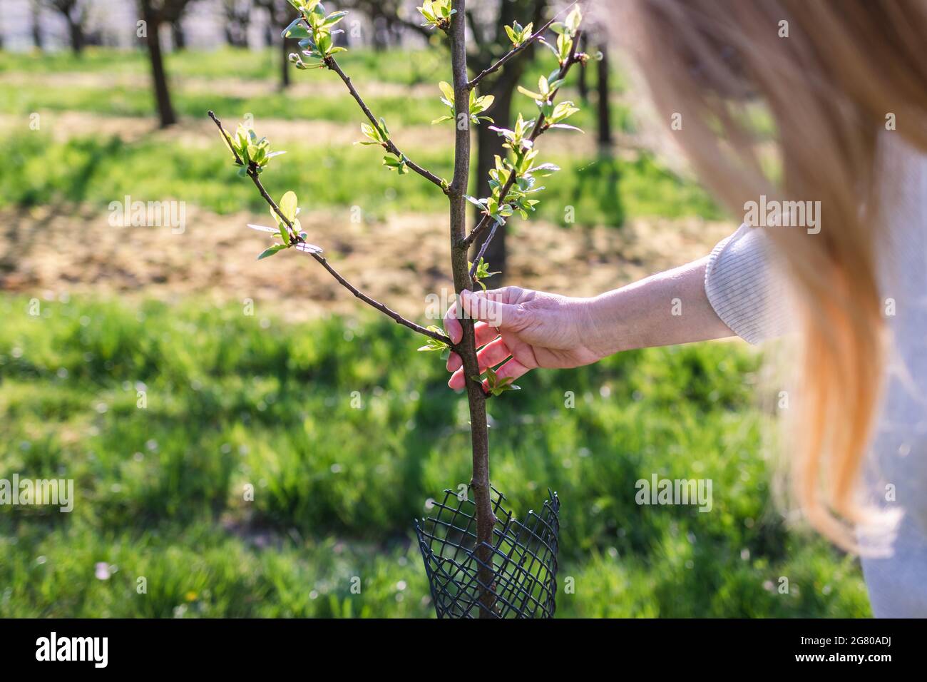 Set De 12 Pommiers Miniatures NOCH 21532 – Échelle H0 (1:87), Hauteur 3,5 Cm