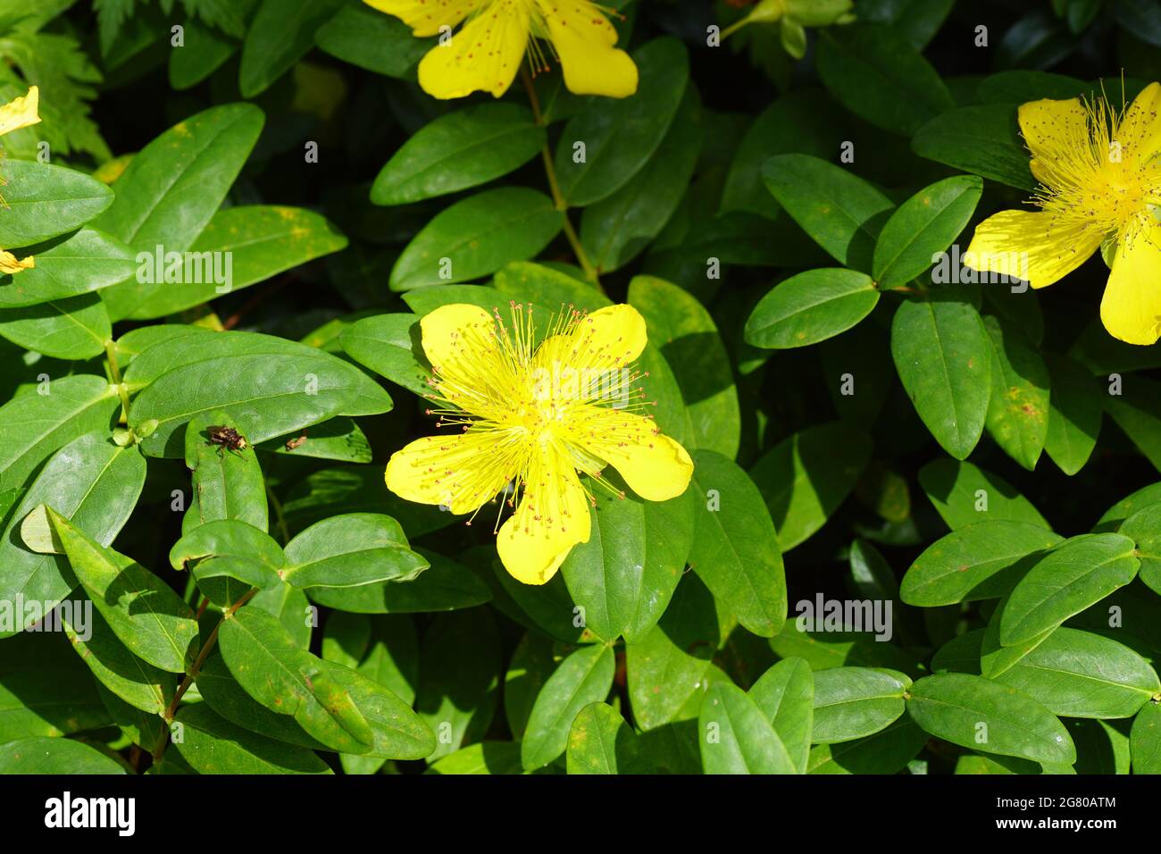 Rosa di Sharon, erba di San Giovanni (Hypericum calycinum). Famiglia  Ipericaceae. Giardino olandese, luglio Foto stock - Alamy