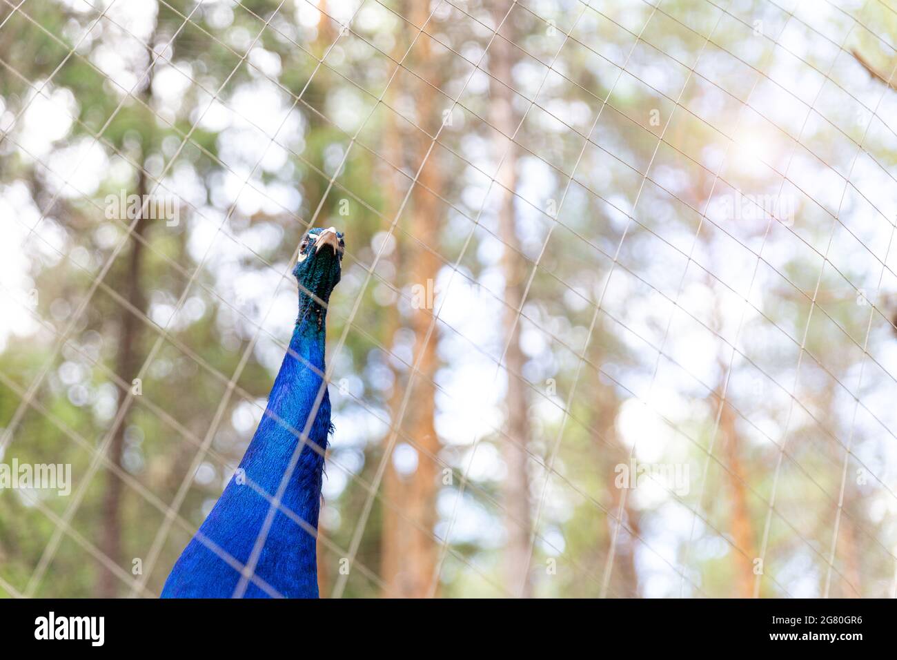 Testa e collo di un pavone maschio blu, guardando la macchina fotografica attraverso la gabbia in rete presso lo zoo. Animali in cattività. Bird watching, ontologia. Selettivo Foto Stock