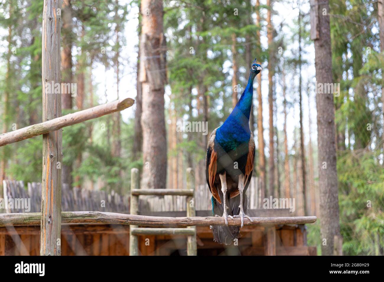 Un bellissimo pavone maschio blu seduto su un perch, guardando la macchina fotografica nello zoo. Uccelli in gabbia, animali in cattività. Bird watching, ontologia. Foto Stock