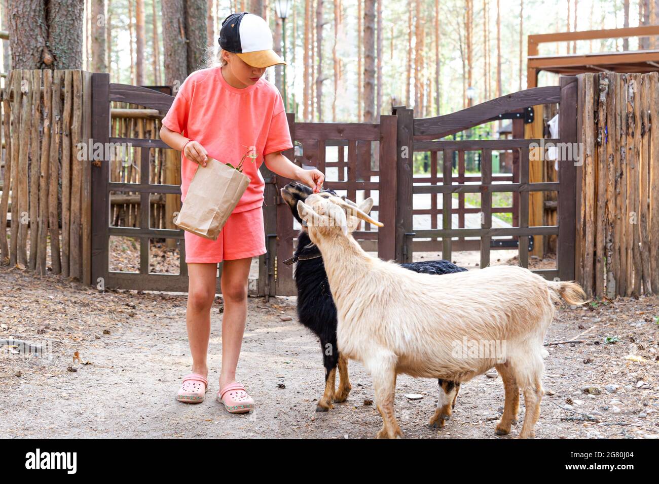 Un bambino di 10-11 anni alimenta due capre da una borsa di carta in uno zoo o in una fattoria. Animali nello zoo per animali domestici. Capra Camerun in miniatura pygmy africano. Attenzione Foto Stock