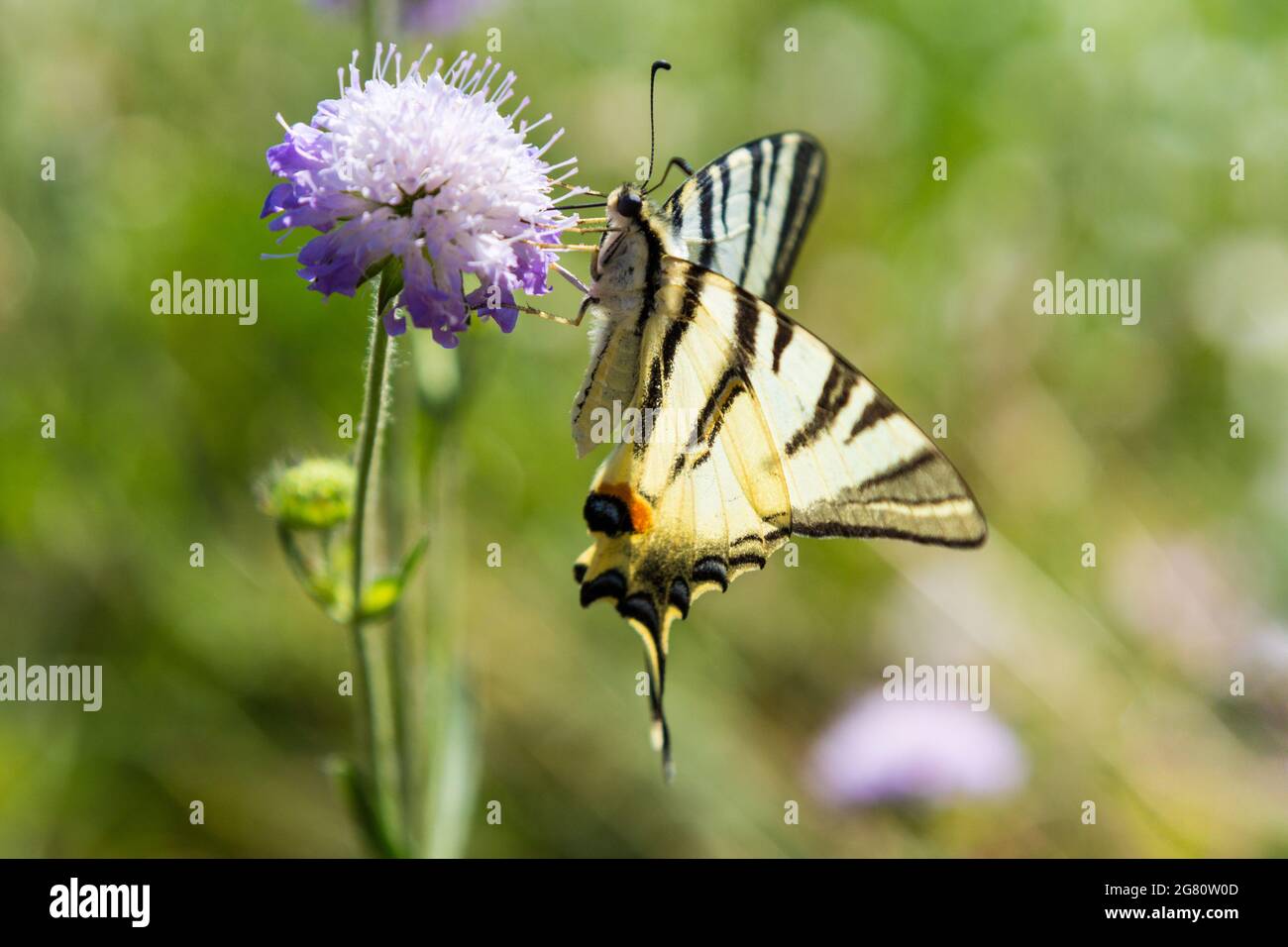 Scarce coda di rondine Iphiclides podalirius farfalla alimentazione su diavolo bit Succisa pratensis fiore, Ungheria Foto Stock
